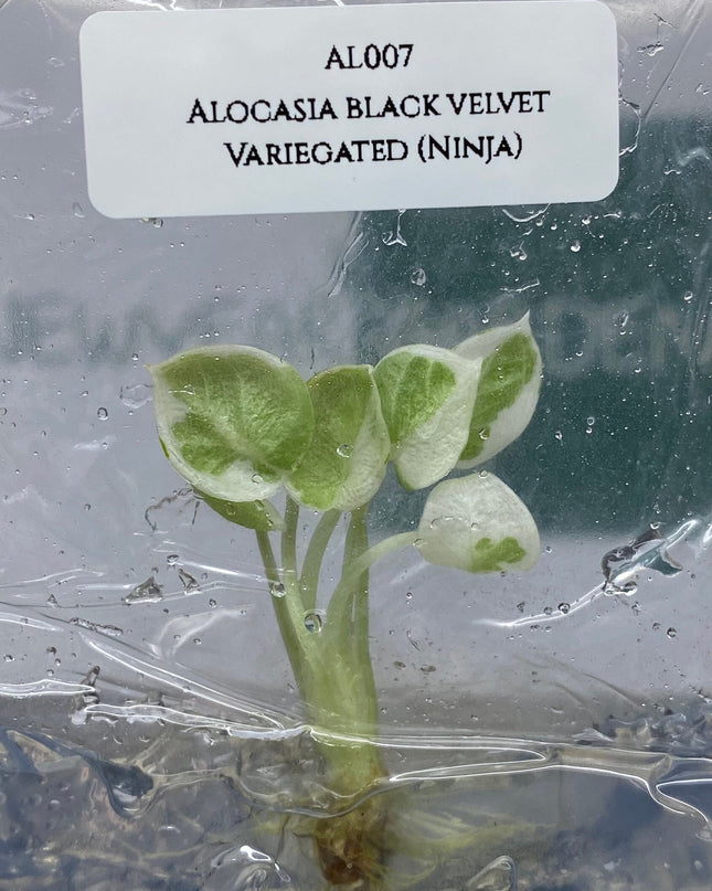Alocasia Black Velvet Variegated (Ninja) Tissue Culture (1 item/bag)