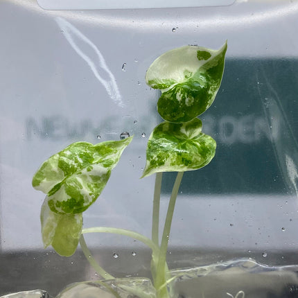 Alocasia Frydex Albo Variegated Tissue Culture (1 item/bag)