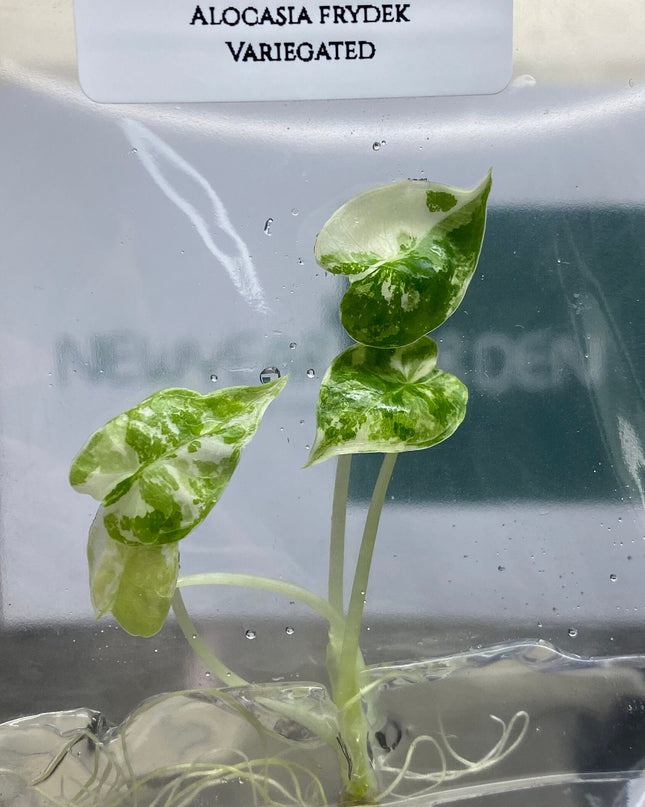 Alocasia Frydex Albo Variegated Tissue Culture (1 item/bag) (1-2 leaves)