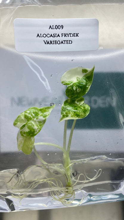 Alocasia Frydex Albo Variegated Tissue Culture (1 item/bag)