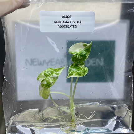 Alocasia Frydex Albo Variegated Tissue Culture (1 item/bag)