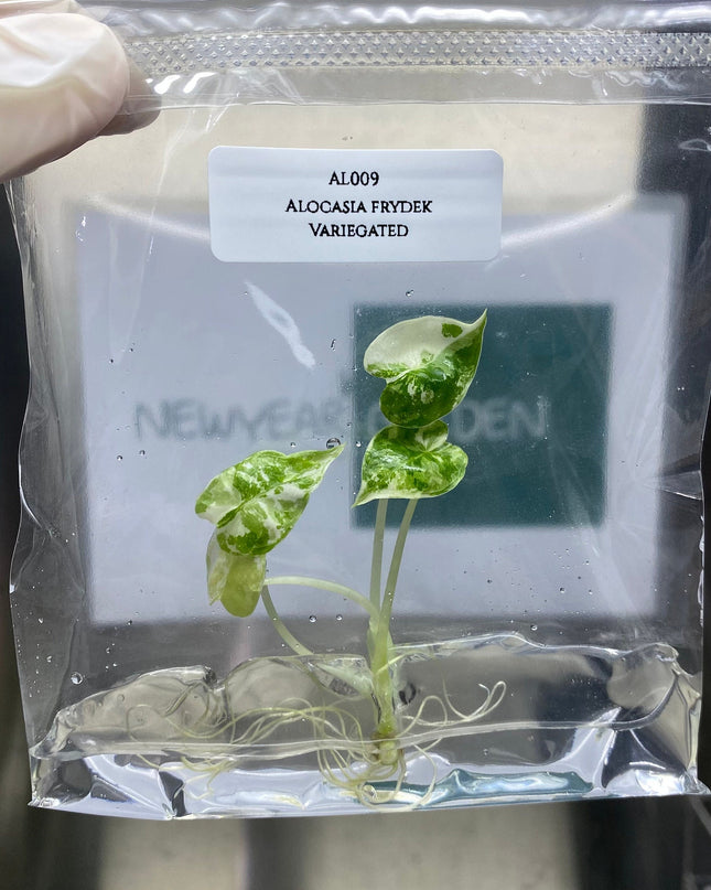 Alocasia Frydex Albo Variegated Tissue Culture (1 item/bag) (1-2 leaves)