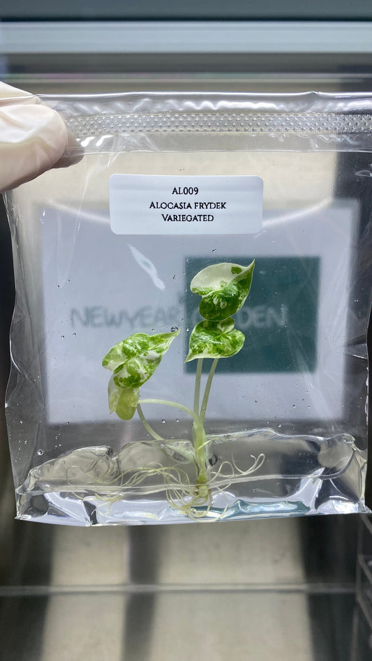 Alocasia Frydex Albo Variegated Tissue Culture (1 item/bag)