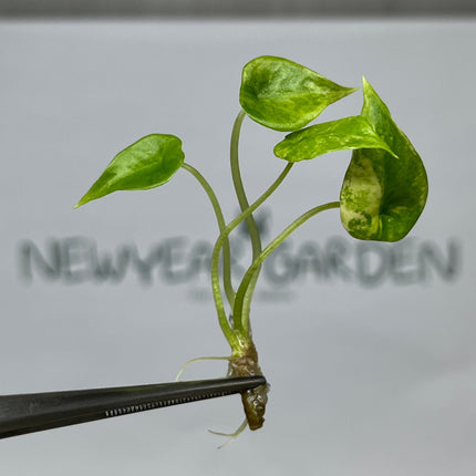 Alocasia Scalprum Aurea Variegated Tissue Culture (1 item/bag)