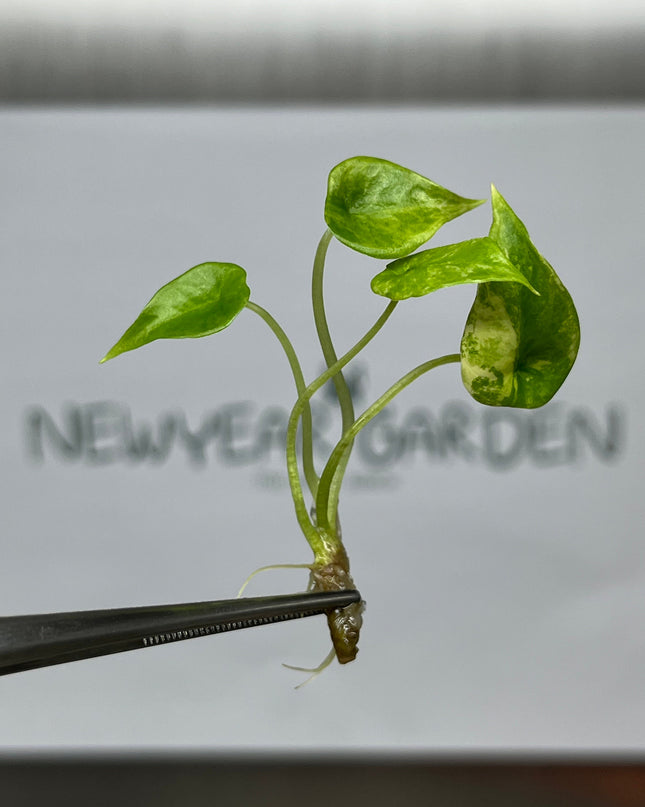 Alocasia Scalprum Aurea Variegated Tissue Culture (1 item/bag)