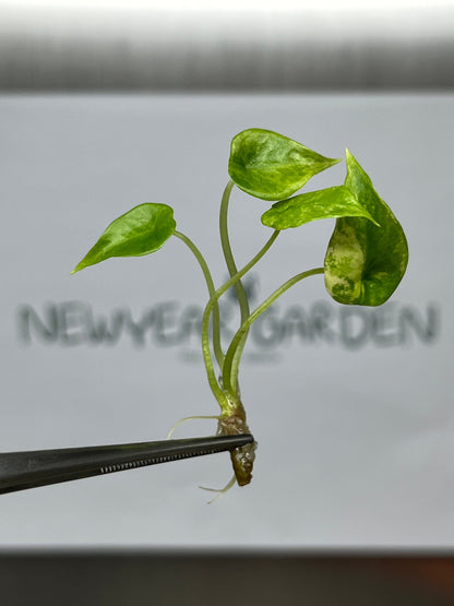 Alocasia Scalprum Aurea Variegated Tissue Culture (1 item/bag)