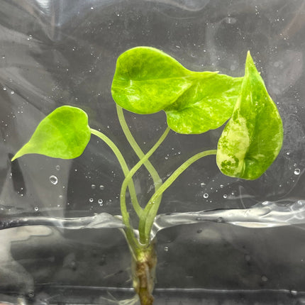 Alocasia Scalprum Aurea Variegated Tissue Culture (1 item/bag)