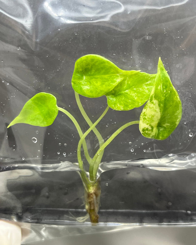 Alocasia Scalprum Aurea Variegated Tissue Culture (1 item/bag)