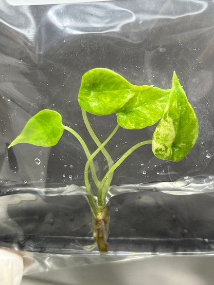 Alocasia Scalprum Aurea Variegated Tissue Culture (1 item/bag)