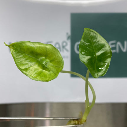 Alocasia Bisma Tissue culture (5 items/bag)