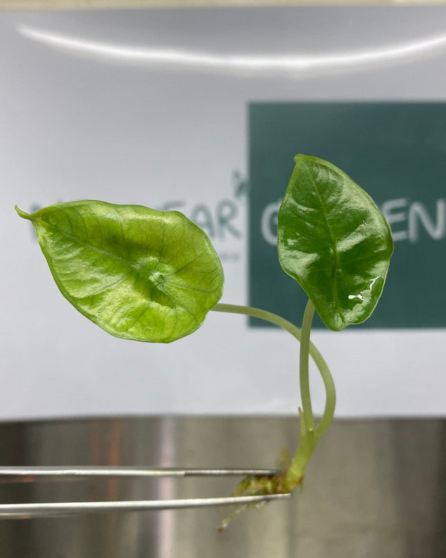 Alocasia Bisma Tissue culture (5 items/bag)