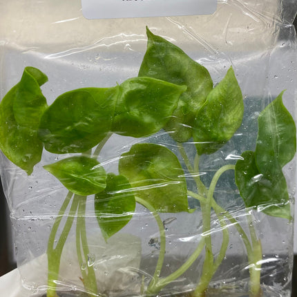 Alocasia Bisma Tissue culture (5 items/bag)