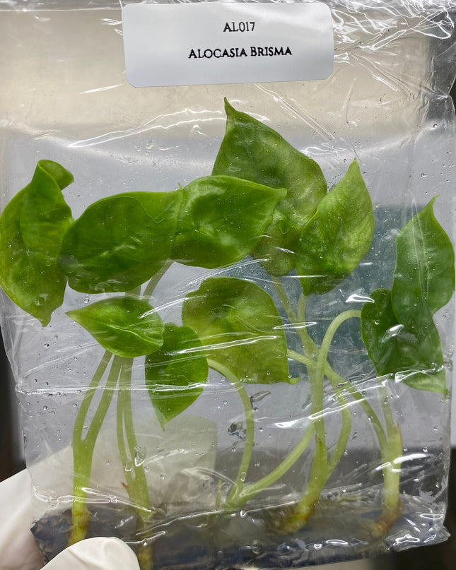 Alocasia Bisma Tissue culture (5 items/bag)