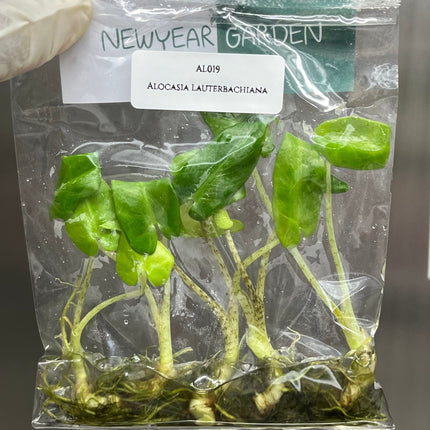 Alocasia Lauterbachiana Tissue Culture (5 items/bag)