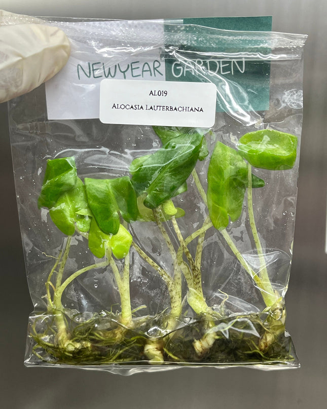 Alocasia Lauterbachiana Tissue Culture (5 items/bag)