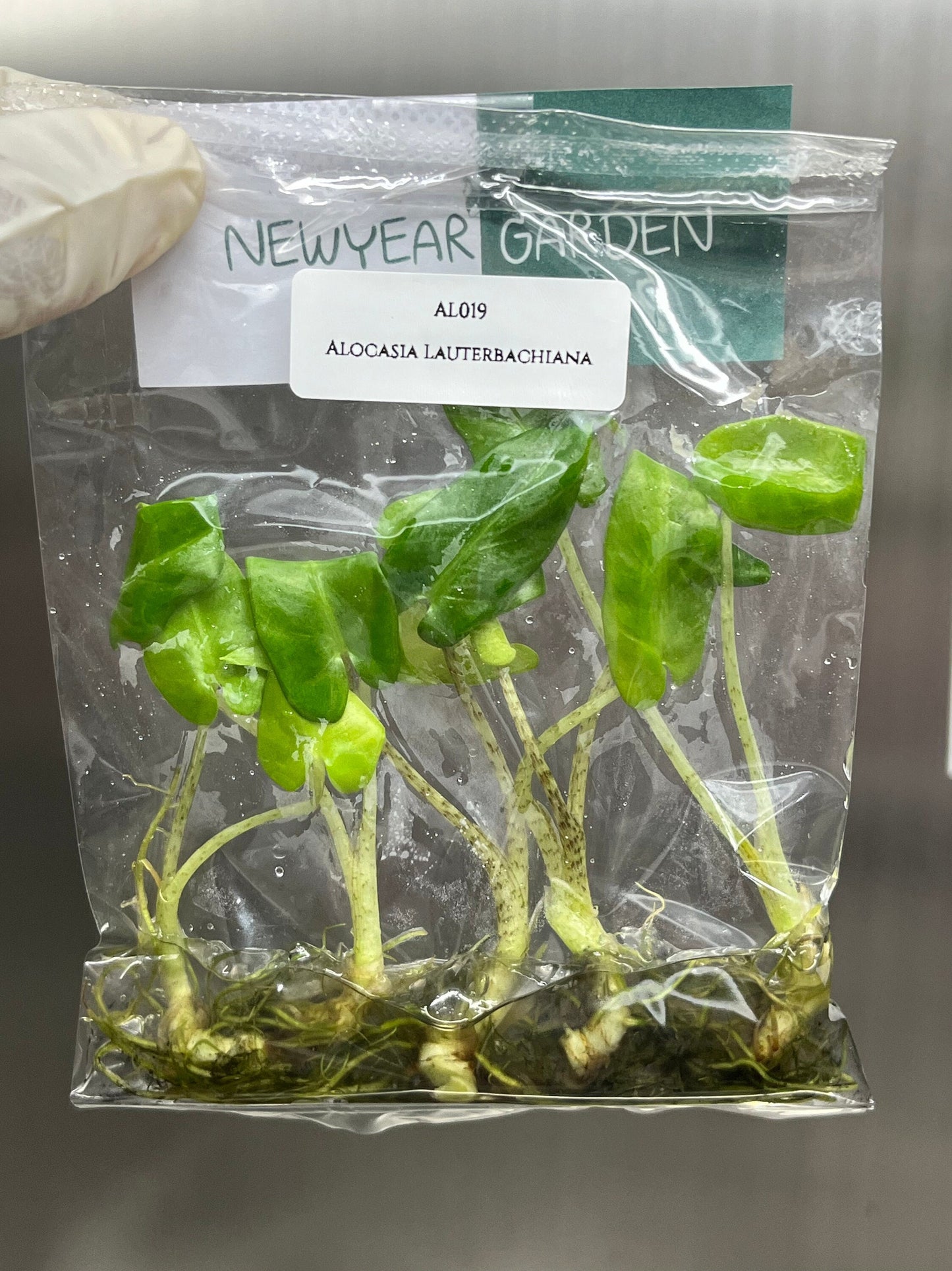 Alocasia Lauterbachiana Tissue Culture (5 items/bag)