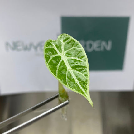 Alocasia Watsoniana  Tissue Culture (5 items/bag)