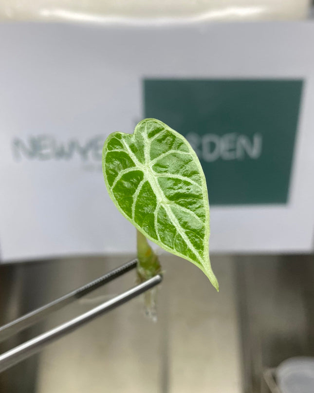 Alocasia Watsoniana  Tissue Culture (5 items/bag)