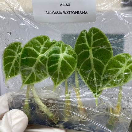 Alocasia Watsoniana  Tissue Culture (5 items/bag)