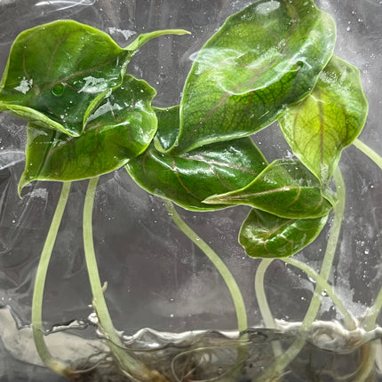 Alocasia Azlanii  Tissue Culture (5 items/bag)