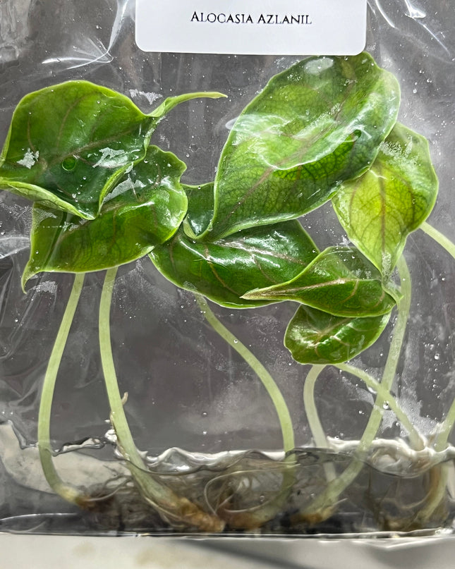 Alocasia Azlanii  Tissue Culture (5 items/bag)