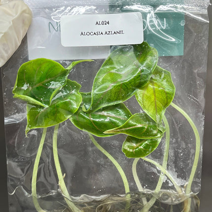 Alocasia Azlanii  Tissue Culture (5 items/bag)