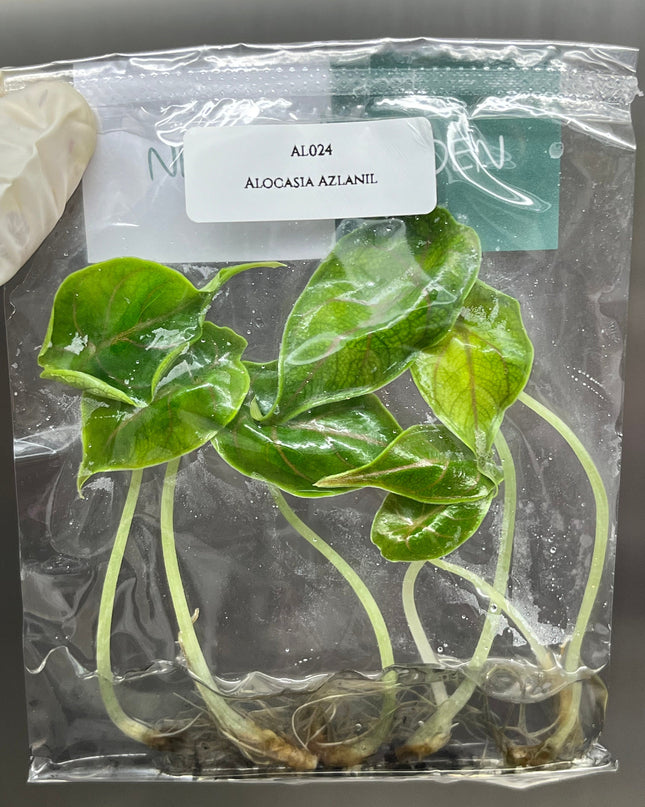 Alocasia Azlanii  Tissue Culture (5 items/bag)