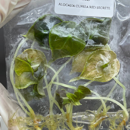 Alocasia Cuprea Red Secret Tissue Culture (5 items/bag)