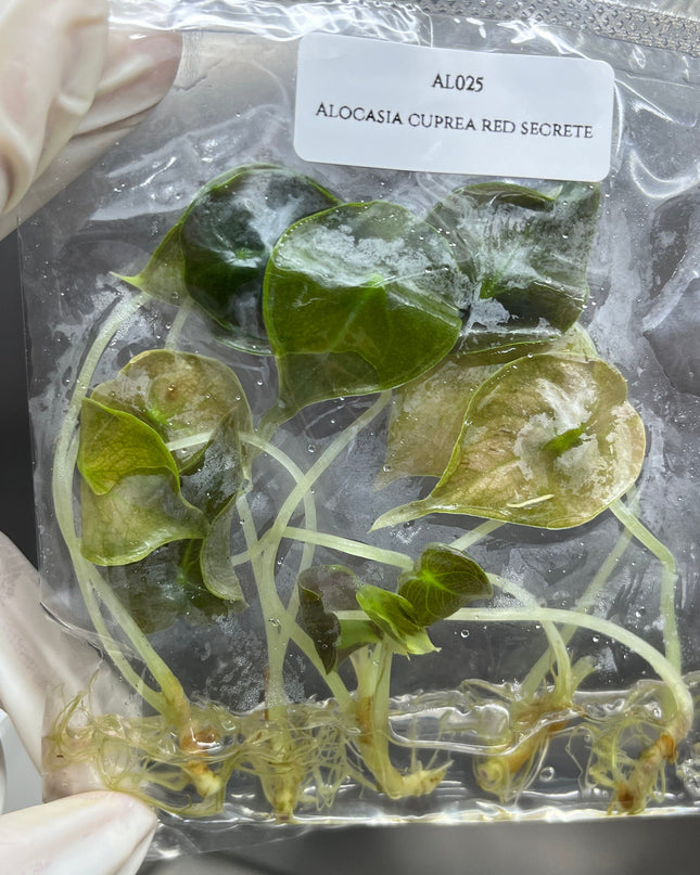 Alocasia Cuprea Red Secret Tissue Culture (5 items/bag)