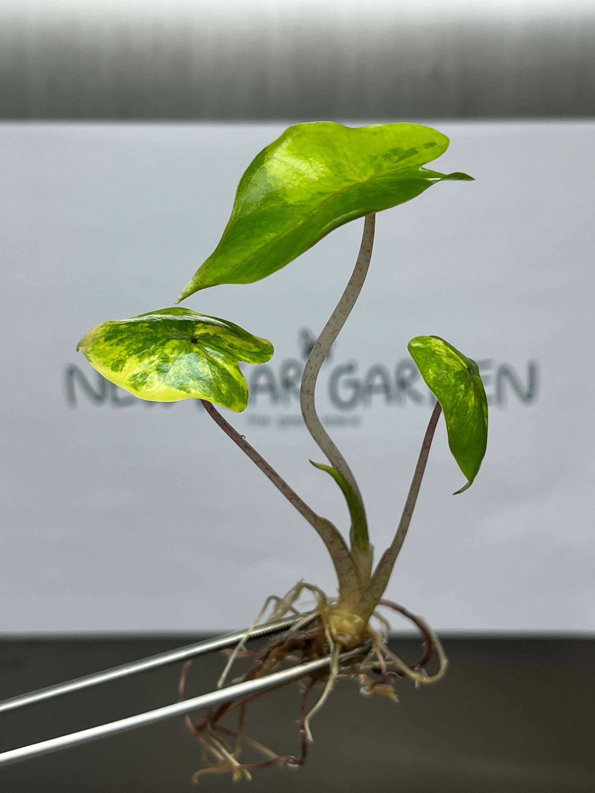 Alocasia yucatan princess Variegated (1 plantlet/bag) Tissue culture