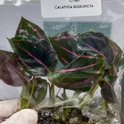 Calathea Roseopicta Tissue Culture (5 items/bags)