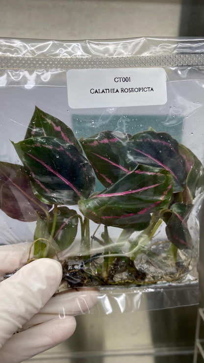 Calathea Roseopicta Tissue Culture (5 items/bags)