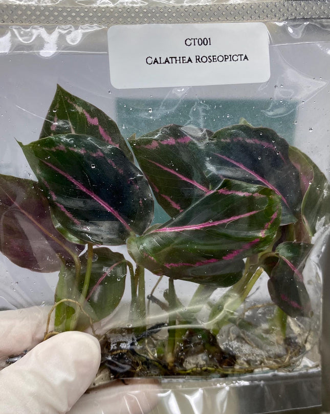 Calathea Roseopicta Tissue Culture (5 items/bags)