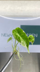 Alocasia dragon scale Variegated (1 plantlet/bag) Tissue culture