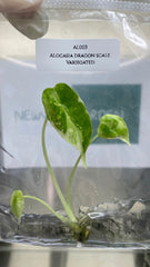 Alocasia dragon scale Variegated (1 plantlet/bag) Tissue culture