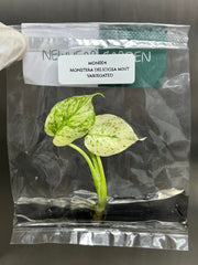 Monstera deliciosa mint variegated (1 plantlet/bag) Tissue culture