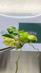 Philodendron billietiae Variegated (1 plantlet/bag) Tissue culture