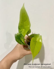 Alocasia scalprum Variegated (1 plantlet/bag) Tissue culture