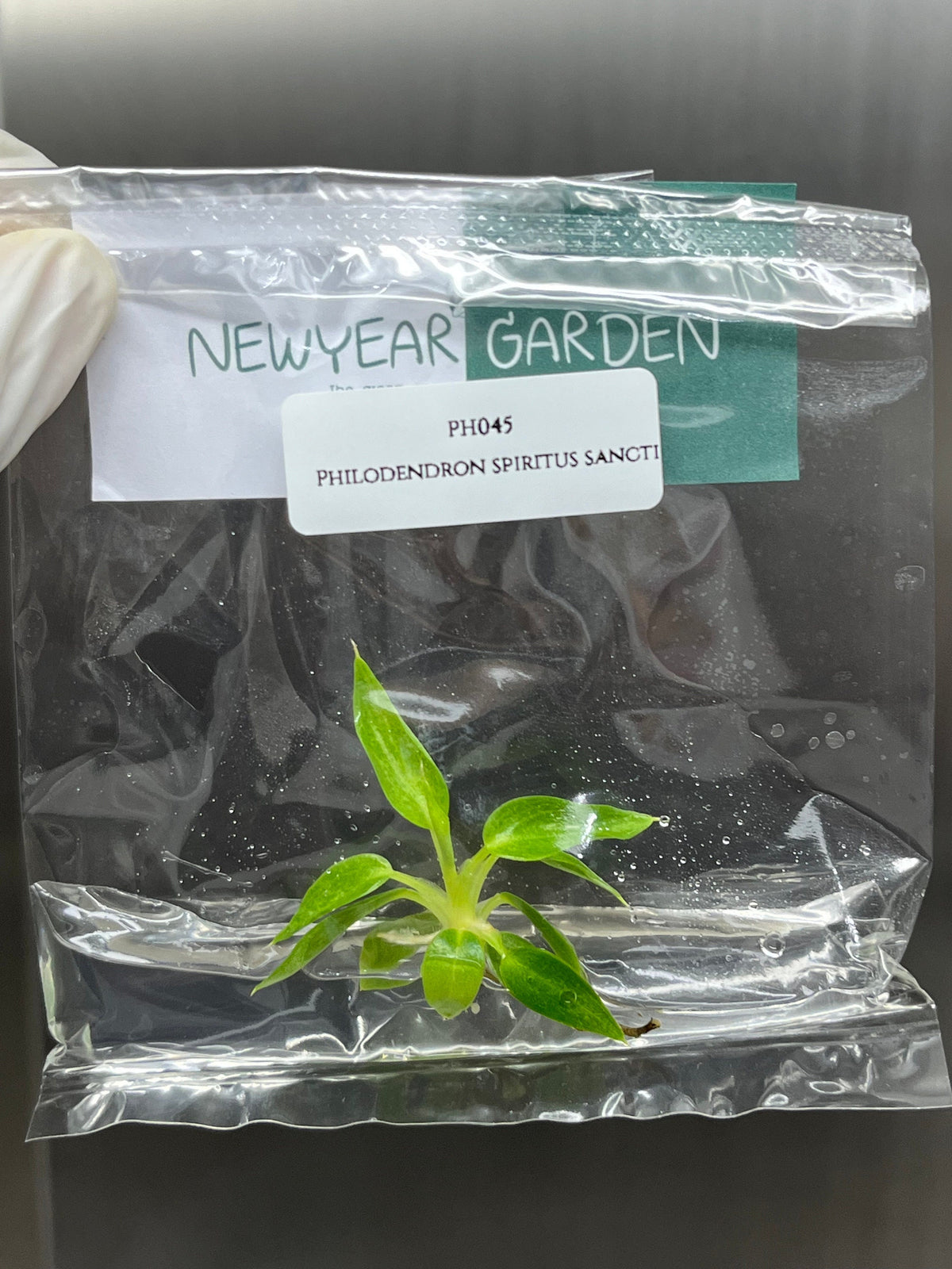 Philodendron spiritus sancti (1 plantlet/bag) Tissue culture