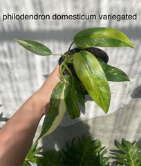 Philodendron domesticum variegated (1 plantlet/bag) Tissue culture