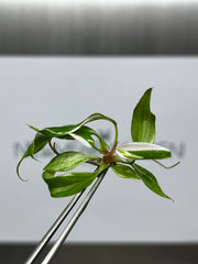 Philodendron red anderson variegated (1 plantlet/bag) Tissue culture