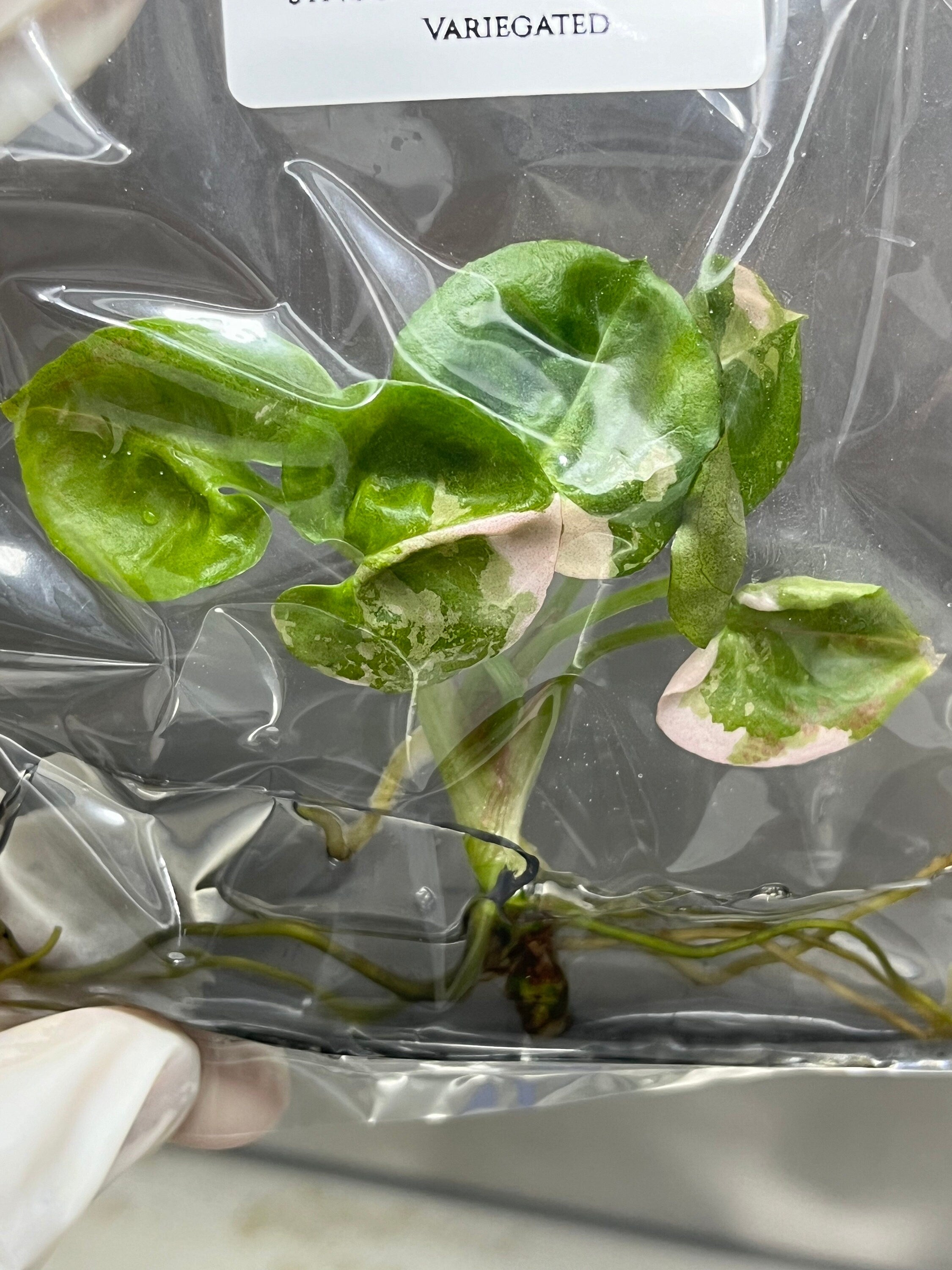 Syngonium strawberry ice Variegated (1 plantlet/bag) Tissue culture