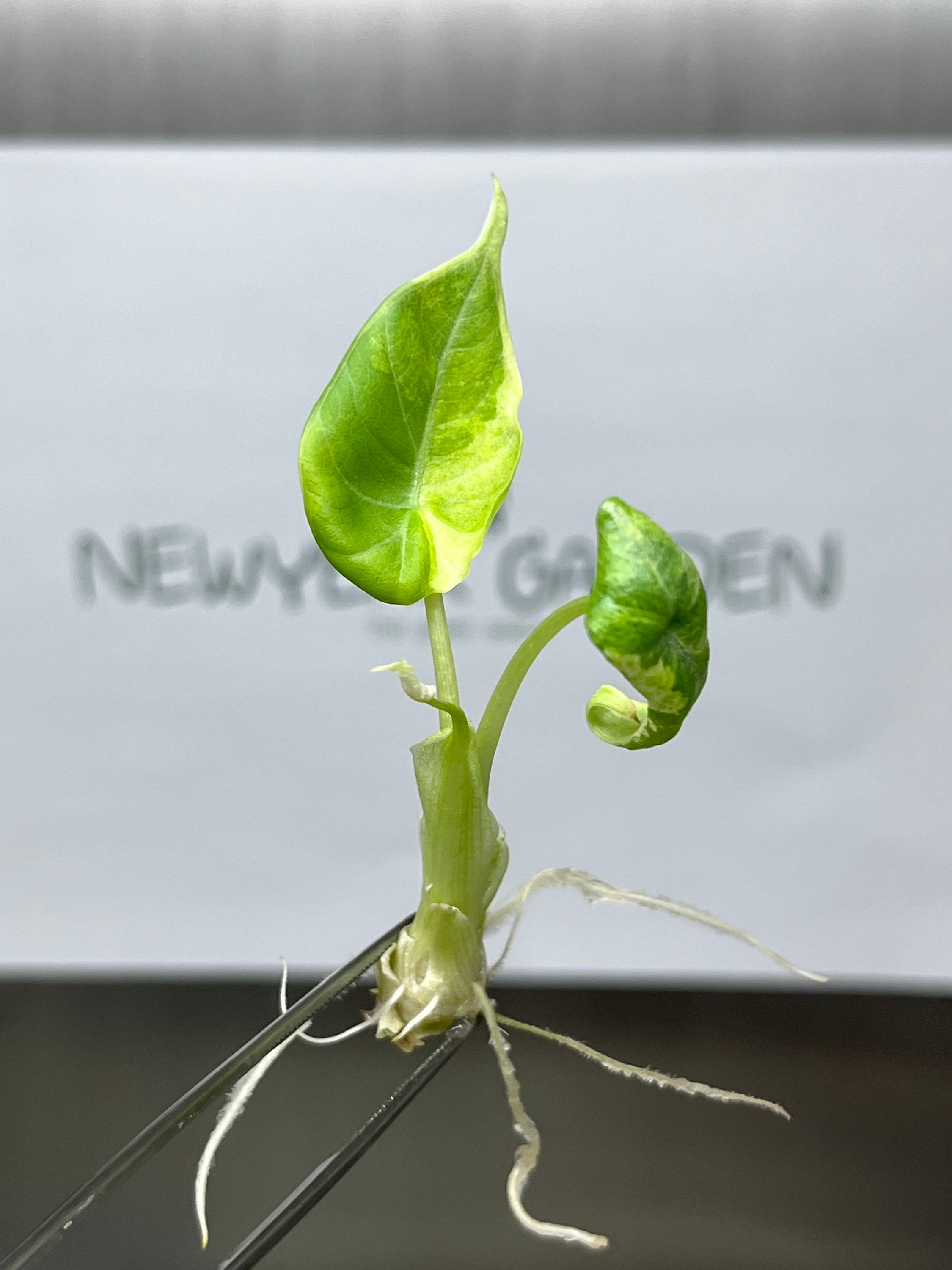 Alocasia Maharani Variegated (1 plantlet/bag) Tissue culture