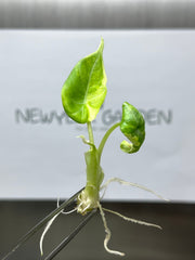 Alocasia Maharani Variegated (1 plantlet/bag) Tissue culture