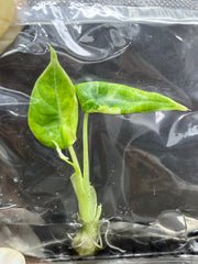 Alocasia Maharani Variegated (1 plantlet/bag) Tissue culture
