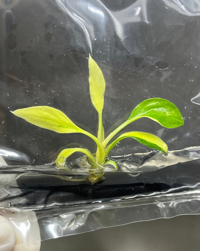 Homalomena Rubescens Variegated (Yellow) Tissue Culture (1 plant/bag)