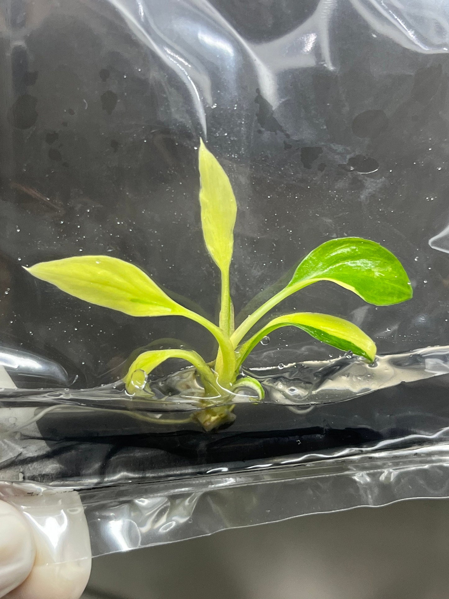 Homalomena Rubescens Variegated (Yellow) Tissue Culture (1 plant/bag)