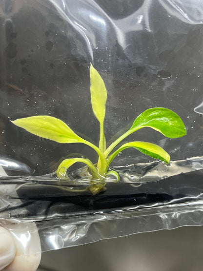 Homalomena Rubescens Variegated (Yellow) Tissue Culture (1 plant/bag)