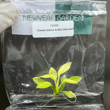 Homalomena Rubescens Mint Tissue Culture (1 item/bag)