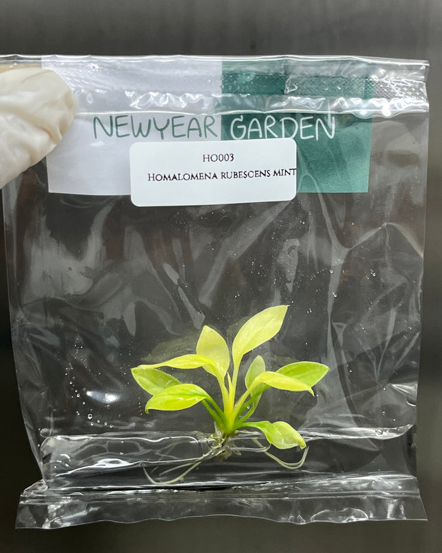 Homalomena Rubescens Mint Tissue Culture (1 item/bag)